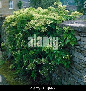 Hydrangea anomala - ssp. petiolaris AGM   CLS000635 Stock Photo