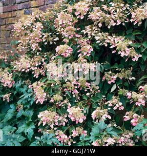 Schizophragma hydrangeoides - 'Roseum'   CLS090800 Stock Photo