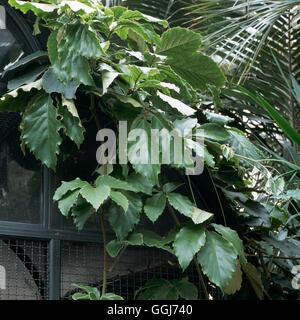 Tetrastigma voinierianum - Chestnut Vine ''Lizard Plant'''   CLS108164  /P' Stock Photo