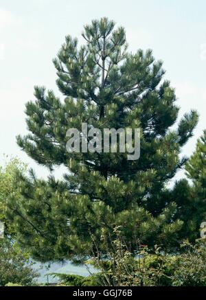 Pinus nigra - (Syn P. nigra var. austriaca) Austrian Pine   CON023529  /Photo Stock Photo