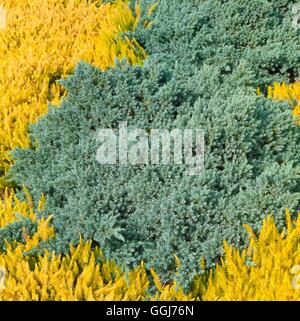 Juniperus squamata - 'Blue Star' AGM   CON024839 Stock Photo