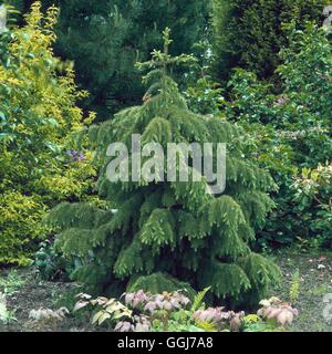Picea breweriana AGM - Brewer's Weeping Spruce   CON055730 Stock Photo
