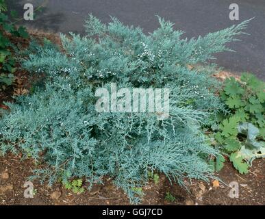 Juniperus virginiana - 'Grey Owl' AGM   CON091692 Stock Photo