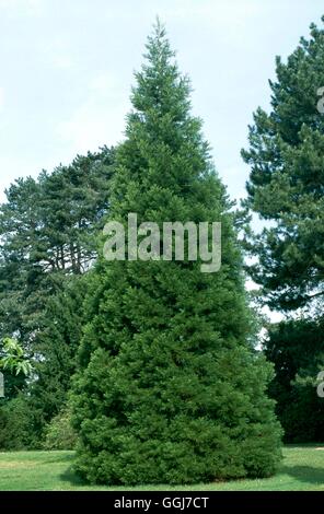 Sequoiadendron giganteum AGM - Giant Sequoia ''Wellingtonia'''   CON102648     Photos Horticultur' Stock Photo