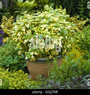 Container - Herbs - planted with the golden form of Lemon Balm- - (Melissa officinalis 'Aurea')   CTR050425  Compulsor Stock Photo