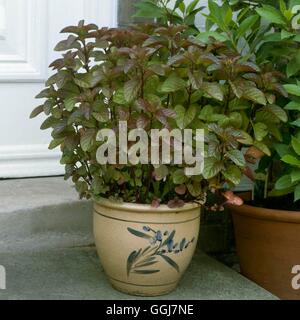 Container - Herbs - planted with Eau de Cologne Mint'''   CTR062767 Stock Photo