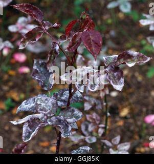 Mildew - Powdery Mildew on Rose- - (Sphaerotheca pannosa)   DIS016590  /Photo Stock Photo