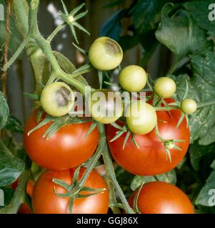 Rot - Blossom End Rot on Tomato   DIS044920 Stock Photo