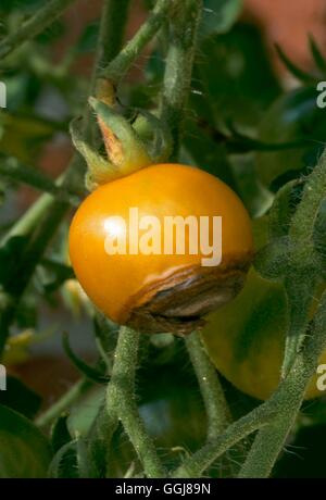 Mineral Deficiency - Calcium deficiency causing Blossom End Rot on Tomato `Golden Grape''''''   DIS101075 Stock Photo