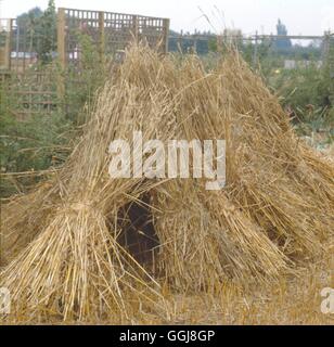 Field Crop - Sheaves of Corn - (Please Credit: Photos Hort/ HDRA Yalding Organic Garden)   FCR064083  Compulsory Credi Stock Photo