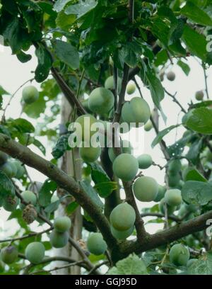 Plum- 'Reine Claude de Bavay' - (Gage)   FRU001224 Stock Photo