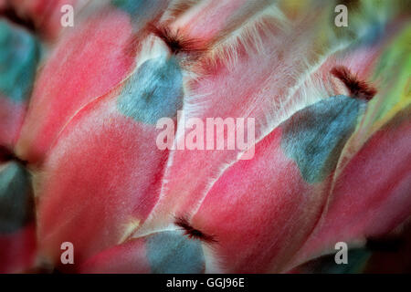 Close up of Protea flower. Hawaii Island. Stock Photo
