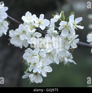 Plum blossom  Date: 20.06.08  FRU0108076 Stock Photo