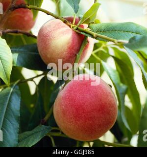 Peach - close-up detail of fruit.   FRU017230 Stock Photo