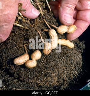 Nuts - Peanuts/Groundnuts (Arachis hypogaea)   FRU046130 Stock Photo