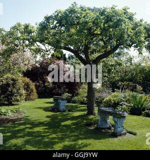 Furniture - Stone seats under an Apple tree   FUR043770 Stock Photo
