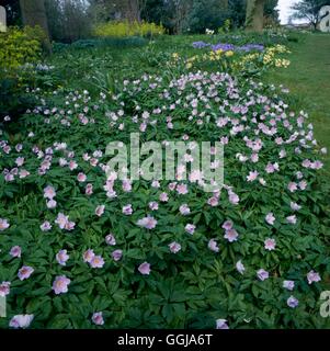 Ground Cover - with Anemone nemorosa 'Robinsoniana' (Please credit: Photos Horticultural/ Beth Chatto Gardens)   GDC08 Stock Photo