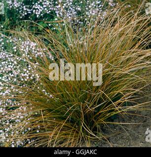 Carex testacea   GRA057147 Stock Photo