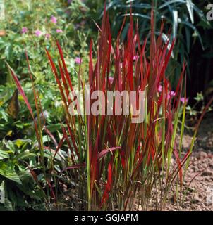 Imperata cylindrica - 'Rubra' - (Syn I.c. 'Red Baron')   GRA090404  /Photosho Stock Photo