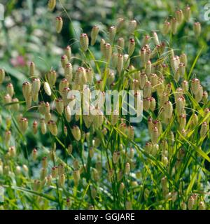 Briza maxima - Giant Quaking Grass   GRA096523 Stock Photo