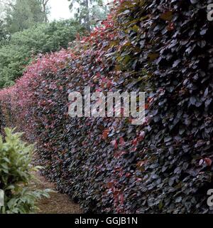 Hedge - of Fagus sylvatica Atropurpurea Group   HED016439 Stock Photo