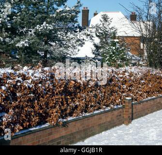 Hedge - of Fagus sylvatica  which keeps its leaves through Winter.   HED025515     Photos Horticultu Stock Photo