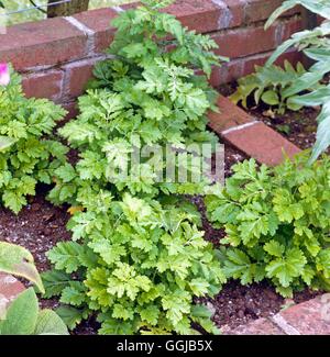 Feverfew - (Tanacetum parthenium)   HER007439 Stock Photo