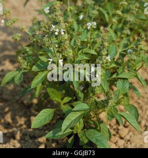 Basil - Lemon - (Ocimum basilicum var. citriodorum)   HER037466 Stock Photo