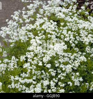 Woodruff - Sweet - (Galium odoratum)   HER056405 Stock Photo