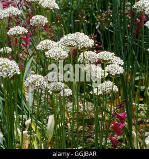 Chives - Garlic/Chinese - (Allium tuberosum)   HER090090 Stock Photo