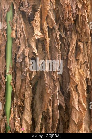 Tobacco - drying (Nicotiana tabacum)   HER104965 Stock Photo