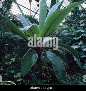 Ensete ventricosum - Abyssinian/Ethiopian Banana   HPS001452 Stock Photo