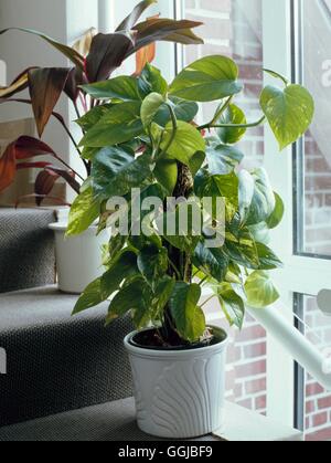 Epipremnum aureum AGM - (Syn Scindapsus aureus) Golden Pothos ''Devil's Ivy'''   HPS016326     Ph' Stock Photo