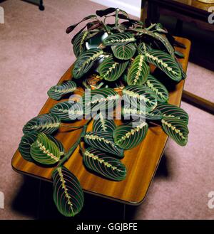Maranta leuconeura- 'Erythroneura'- - (Syn M. 'Tricolor')   HPS017618  /Photo Stock Photo