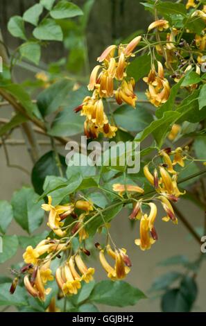 Pandorea pandorana - Wonga-Wonga Vine   HPS033167 Stock Photo