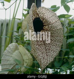 Aristolochia grandiflora - var. sturtevantii- - Pelican Flower   HPS047809  / Stock Photo