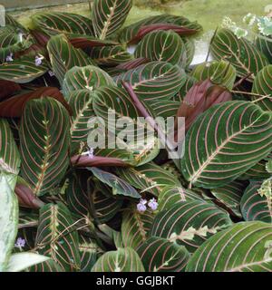 Maranta leuconeura- 'Erythroneura'- - (Syn M. 'Tricolor')   HPS052954  /Photo Stock Photo