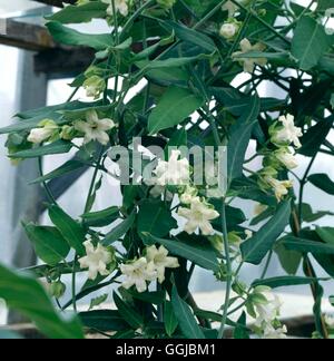 White Bladderflower or Cruel Plant (Araujia sericifera) fruit and vine ...