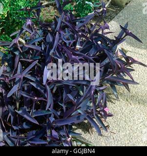 SETCREASEA PALLIDA (TRADESCANTIA PURPUREA Stock Photo - Alamy