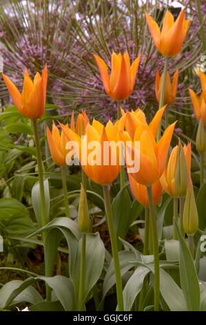 Tulipa - 'Ballerina' AGM- (Lily-flowered)   MIW250074 Stock Photo