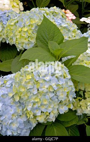 Hydrangea macrophylla- 'Generale Vicomtesse de Vibraye' AGM- - (Hortensia)   MIW250105     Photos Ho Stock Photo