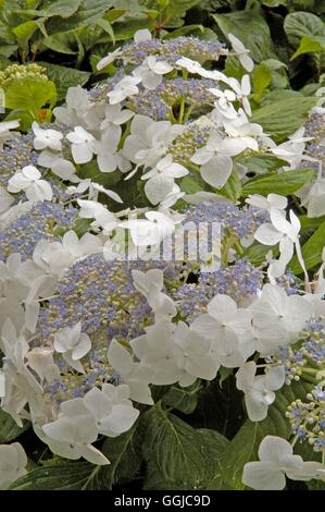 Hydrangea macrophylla - 'Lanarth White' AGM- (Lacecap)   MIW250144  /Photosho Stock Photo