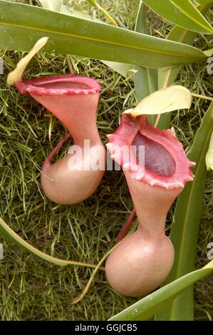 Nepenthes ventricosa   MIW250180 Stock Photo