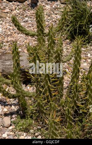 Opuntia subulata cactus hi-res stock photography and images - Alamy
