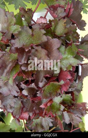 Saxifraga fortunei - 'Black Ruby'   MIW250316 Stock Photo