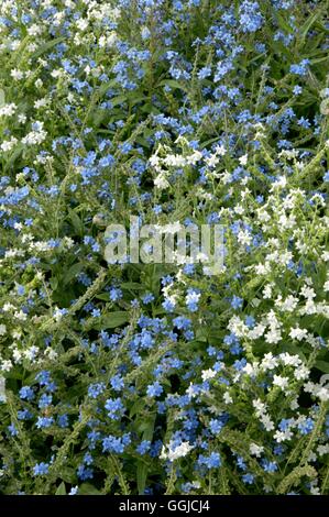 Cynoglossom amabile - 'Chill Out'   MIW250351 Stock Photo