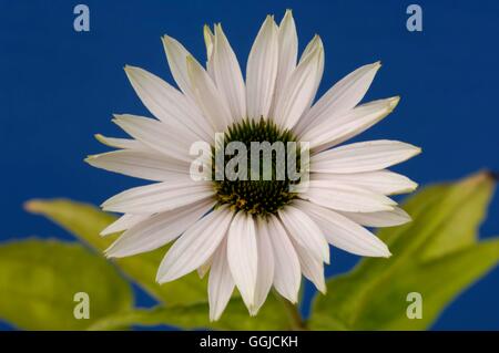 Echinacea purpurea - 'Fragrant Angel'   MIW250384 Stock Photo