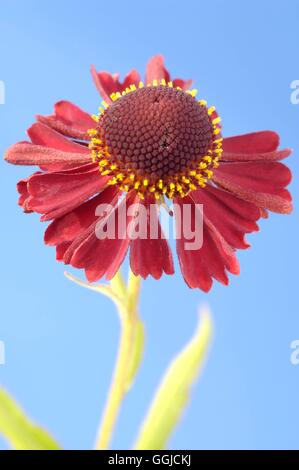 Helenium 'Ruby Tuesday' Stock Photo - Alamy