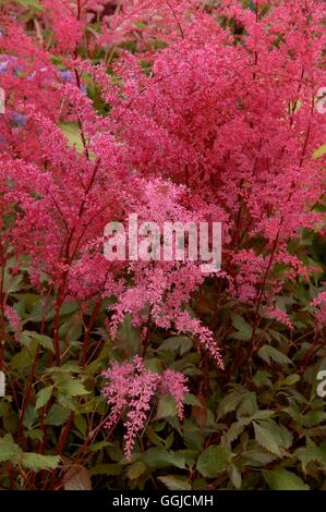 Astilbe- 'Aphrodite'- (Simplicifolia hybrid)   MIW250407 Stock Photo