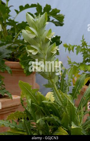 Acanthus hirsutus   MIW250417 Stock Photo